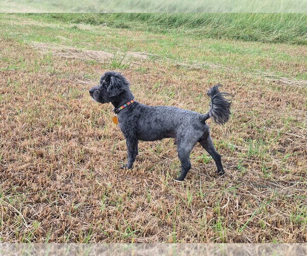 Medium Photo #3 Mutt Puppy For Sale in Salt Lake City, UT, USA