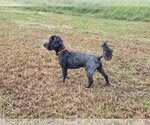 Small #2 Mutt