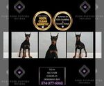 Puppy Titan AKC Doberman Pinscher