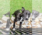 Small #6 American Pit Bull Terrier-American Staffordshire Terrier Mix