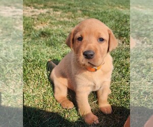 Labrador Retriever Puppy for sale in CARROLLTON, OH, USA