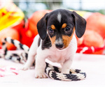 Small #5 Dachshund