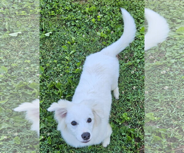 Medium Photo #3 American Eskimo Dog Puppy For Sale in Pikesville, MD, USA