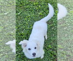 Small #2 American Eskimo Dog