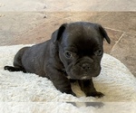 Small #9 American Bullnese