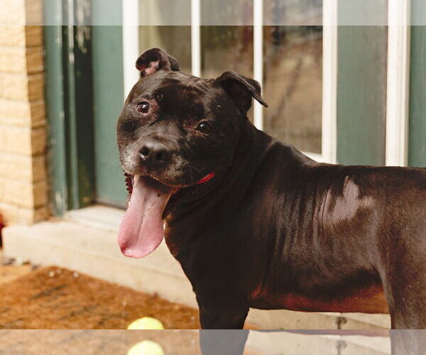 Medium Photo #11 Staffordshire Bull Terrier-Unknown Mix Puppy For Sale in Crete, IL, USA