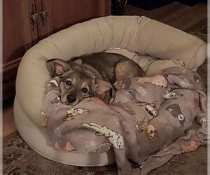 German Shepherd Dog-Pembroke Welsh Corgi Mix Dogs for adoption in Newnan, GA, USA