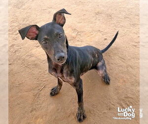 Ranger - Male Labrador Retriever-Unknown Mix Dog for Adoption - Photo #4