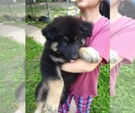 Small Photo #9 German Shepherd Dog Puppy For Sale in HENRYETTA, OK, USA
