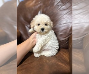 Poodle (Toy) Puppy for sale in CAMPBELLSVILLE, KY, USA