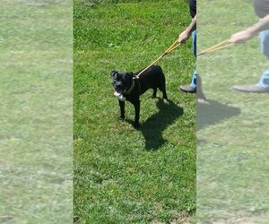 Deitz - Male Bulloxer Dog for Adoption - Photo #26