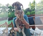 Small #2 German Shepherd Dog-Great Dane Mix