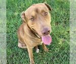 Small #1 Labrador Retriever