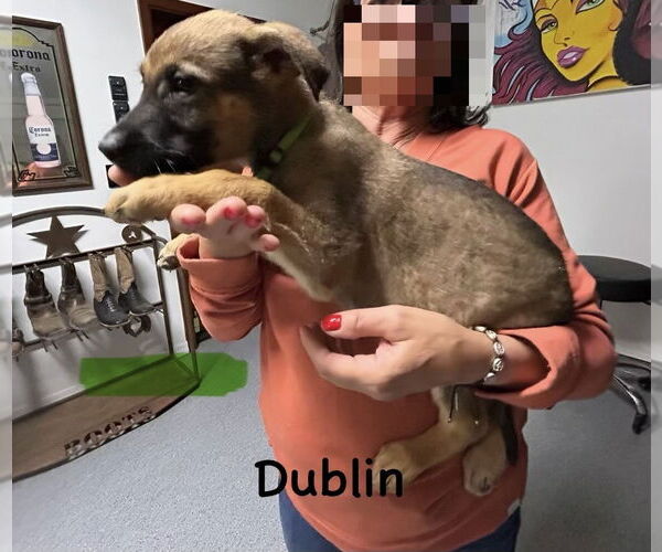 Medium Photo #2 German Shepherd Dog-Unknown Mix Puppy For Sale in Imlay City, MI, USA