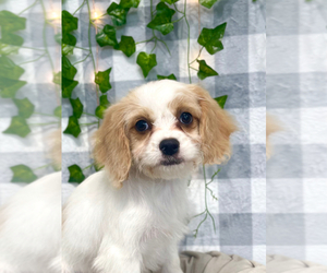 Cavachon Puppy for sale in MARIETTA, GA, USA