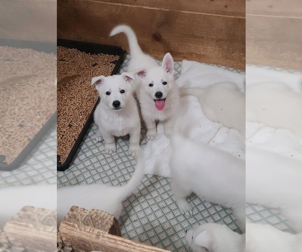 Medium Photo #7 German Shepherd Dog Puppy For Sale in CECILIA, KY, USA