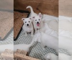 Small #6 German Shepherd Dog