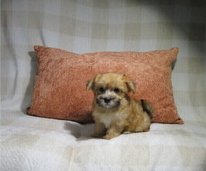 Morkie Puppy for Sale in COOKEVILLE, Tennessee USA