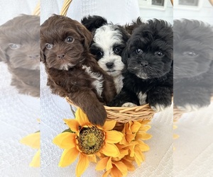 ShihPoo Puppy for Sale in ELKTON, Kentucky USA