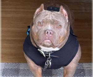 Mutt Dogs for adoption in Martinez, CA, USA