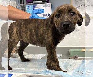 Mutt Dogs for adoption in Washington, DC, USA
