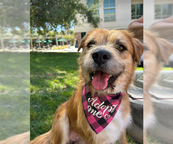 Medium Photo #1 Mutt Puppy For Sale in San Diego, CA, USA