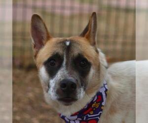 Greyhound-Unknown Mix Dogs for adoption in San Antonio, TX, USA