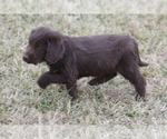 Small Photo #3 Labradoodle Puppy For Sale in MEMPHIS, MO, USA