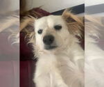 Small Chihuahua-Cocker Spaniel Mix