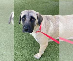 Labrador Retriever-Unknown Mix Dogs for adoption in Fayetteville, NC, USA