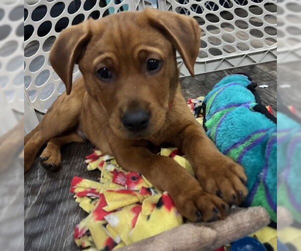 Medium Photo #1 Golden Retriever-Unknown Mix Puppy For Sale in Brooklyn Center, MN, USA