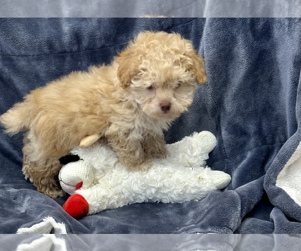 Medium Photo #6 Poodle (Toy) Puppy For Sale in SILEX, MO, USA