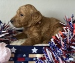 Small Photo #10 Goldendoodle Puppy For Sale in CAPE CORAL, FL, USA