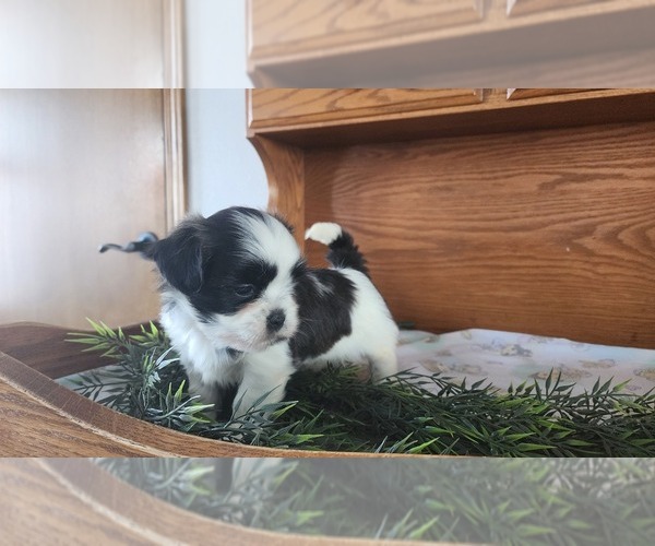 Medium Photo #4 Shih Tzu-Zuchon Mix Puppy For Sale in GREENWOOD, WI, USA