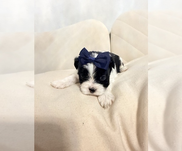 Medium Photo #2 Shih Tzu Puppy For Sale in LANCASTER, CA, USA