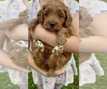 Small #14 Goldendoodle (Miniature)