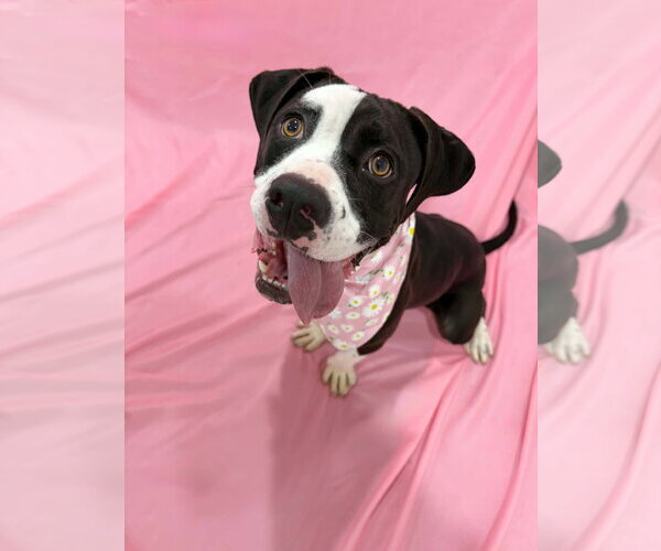 Medium Photo #5 American Pit Bull Terrier-Unknown Mix Puppy For Sale in Sandy, UT, USA