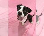 Small #4 American Pit Bull Terrier Mix