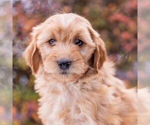 Goldendoodle-Poodle (Miniature) Mix Puppy for sale in MYERSTOWN, PA, USA