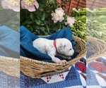 Small #17 Dalmatian
