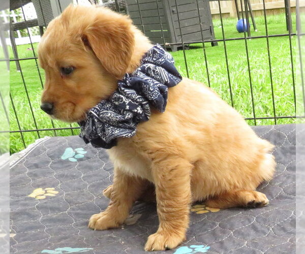 Medium Photo #3 Golden Retriever Puppy For Sale in Grovertown, IN, USA