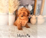 Small #22 Cockapoo