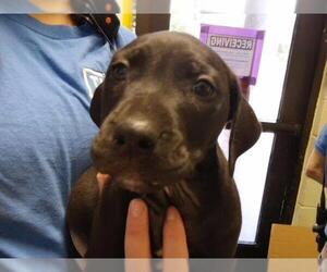 Mutt Dogs for adoption in Tulsa, OK, USA