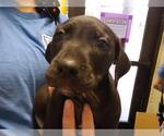Small Mutt