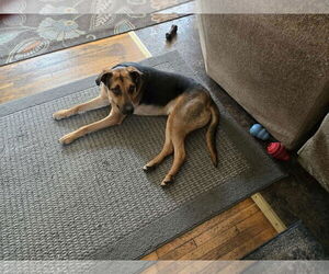 Labrador Retriever-Unknown Mix Dogs for adoption in Minneapolis, MN, USA