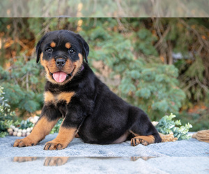 Medium Rottweiler
