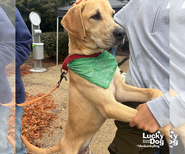 Medium Photo #3 Labrador Retriever-Unknown Mix Puppy For Sale in Washington, DC, USA
