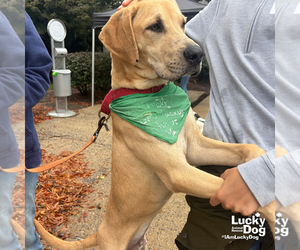 Sam - Male Labrador Retriever-Unknown Mix Dog for Adoption - Photo #3