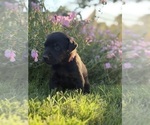 Small #2 Cane Corso-Doberman Pinscher Mix