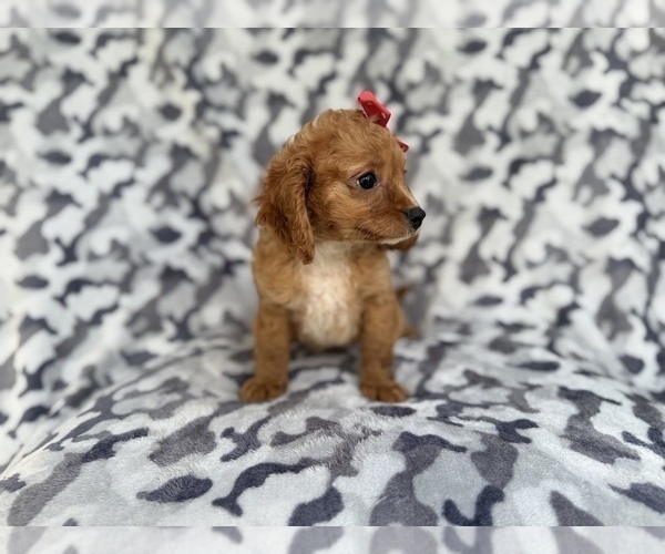 Medium Photo #5 Cavapoo (Miniature) Puppy For Sale in LAKELAND, FL, USA
